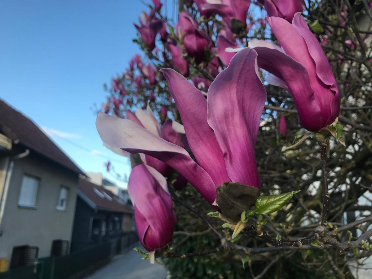 Apartman Katarina 萨格勒布 外观 照片